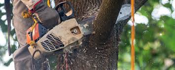 Best Storm Damage Tree Cleanup  in Crowley, TX
