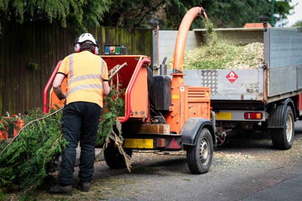 Best Tree Cabling and Bracing  in Crowley, TX