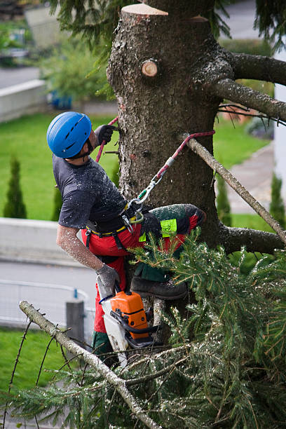 Best Firewood Processing and Delivery  in Crowley, TX